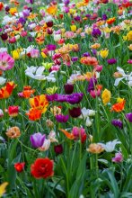 Variety of colored flowers in a field