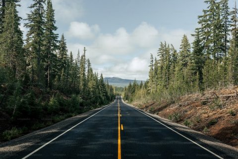 Open road surrounded by trees