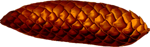 Pinecone