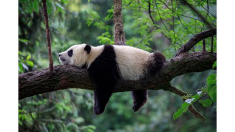Panda laying on a tree branch