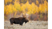 Moose in the wilderness